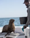 Wild Cape Fur Seal on a boat being fed by a guide