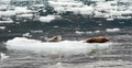 Wild Seal Lions Iceburg Aialik Bay Kenai Fjords Alaska Royalty Free Stock Photo