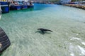 A wild seal swimming in the harbour at noordhoek in capetown,south africa