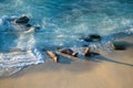 Wild seals marine mammal animals resting on sea coast