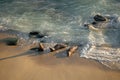 Wild seals marine mammal animals resting on sea coast