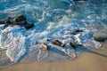 Wild seals marine mammal animals swimming in sea waves