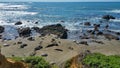 Wild Seals napping on the rocky beach Royalty Free Stock Photo