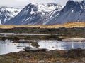 Wild seals next to Mountain