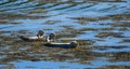 Wild Seals Royalty Free Stock Photo