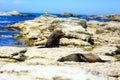 Wild seals at Seal colony coastal in Kaikoura, New Zealand