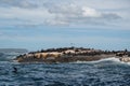 Wild Seals Sunbathing On A Rock In The Sea