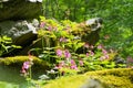 Wild seasonal vegetation with violet colour and magenta.