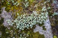 Wild sedum familly plant growing on rock