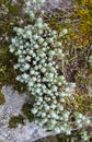 Wild sedum familly plant growing on rock