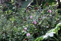 The wild senggani plant (Melastoma candidum) is flowering among the bushes