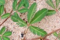 Wild sensitive plant closeup