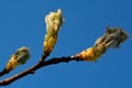 Wild service tree (Sorbus torminalis)