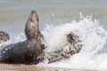 Wild sex. Dynamic action wildlife image of seals mating Royalty Free Stock Photo