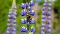 Wild shaggy bumblebee collects pollen and nectar from flowering lupine