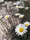 Wild daisies along the shore, Lake of the Woods, Ontario Royalty Free Stock Photo