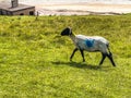 Wild sheep on common ground Achill Island, County Mayo