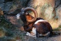 Wild sheep mouflon resting Royalty Free Stock Photo