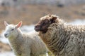 Wild Sheep in Shetland