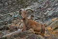 Wild sheep on the stone, horn animal in the mountain. Big horn animals on the rock. Africa. Barbary Sheep, Ammotragus lervia, Royalty Free Stock Photo
