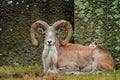 Wild sheep Urial, Ovis orientalis vignei, in the nature habitat. Sheep Urial sitting in the grass, rock in the background. Wildlif Royalty Free Stock Photo