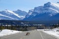 Wild sheep wander off their pastures and start licking salt off a scenic road. Royalty Free Stock Photo