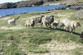 Wild Sheep, Greenland Royalty Free Stock Photo