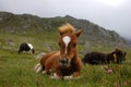 Wild Shetland ponies at Cwm Idwal, Snowdonia National Park, Wales Royalty Free Stock Photo