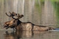 Shiras Moose of The Colorado Rocky Mountains Royalty Free Stock Photo