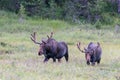 Shiras Moose of The Colorado Rocky Mountains Royalty Free Stock Photo