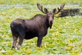 Shiras Moose of The Colorado Rocky Mountains Royalty Free Stock Photo