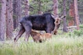 Moose Cow Nursing Her Baby - Shiras Moose of The Colorado Rocky Royalty Free Stock Photo