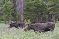 Shiras Moose of The Colorado Rocky Mountains