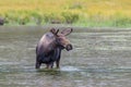 Shiras Moose of The Colorado Rocky Mountains Royalty Free Stock Photo