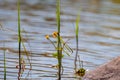 Wild shore of a beautiful lake, with boulders, grass, trees warm, sunny, spring day