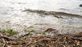 Wild shore of a lake or reservoir. Small waves run on the shore. Water rustles the dead branches and stems of reeds. A branch from