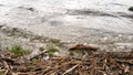 Wild shore of a lake or reservoir. Small waves run on the shore. Water rustles the dead branches and stems of reeds. A branch from