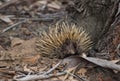 Wild short-beaked echidna with dirty muzzle. Tachyglossus aculeatus walking in the eucalyptus forest. Australia