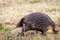 Wild Short-beaked Echidna Foraging at Hanging Rock, Victoria, Australia, March 2019 Royalty Free Stock Photo