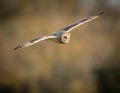 Wild Short eared owl in flight with straight wings (Asio flammeus)