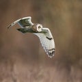 Wild Short eared owl in flight, wings down(Asio flammeus)