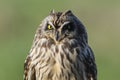 Short eared Owl Asio flammeus head portrait Royalty Free Stock Photo