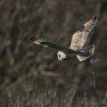 Wild Short eared owl stops in flight and looks for its prey (Asio flammeus)