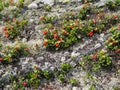 Wild short lingonberry shrubs and stones