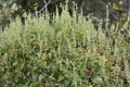 Wild shrub buckwheat Fallopia dumetorum which twists grows in the wild