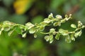 Wild shrub buckwheat Fallopia dumetorum which twists grows in the wild