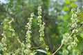 Wild shrub buckwheat Fallopia dumetorum which twists grows in the wild