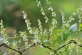 Wild shrub buckwheat Fallopia dumetorum which twists grows in the wild