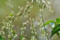 Wild shrub buckwheat Fallopia dumetorum which twists grows in the wild