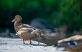 Wild Siberian duck, Mallard, stands on the concrete floor, walking with other ducks